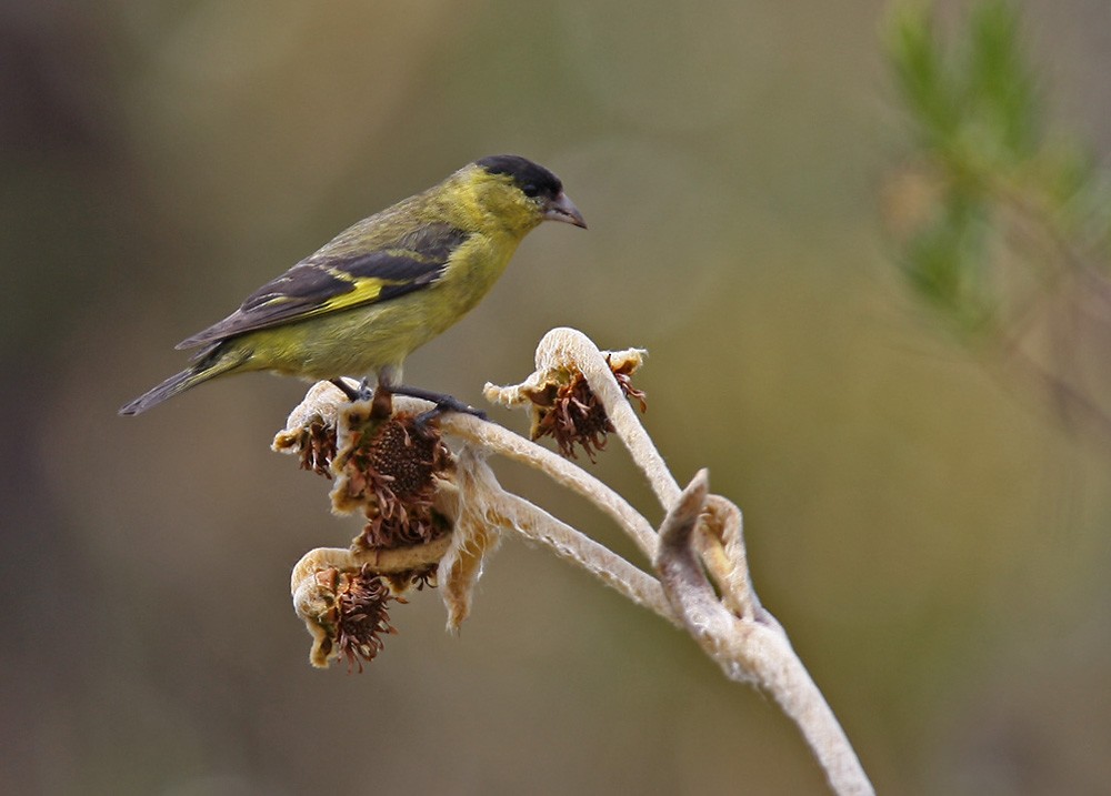 Andean Siskin - ML206034241