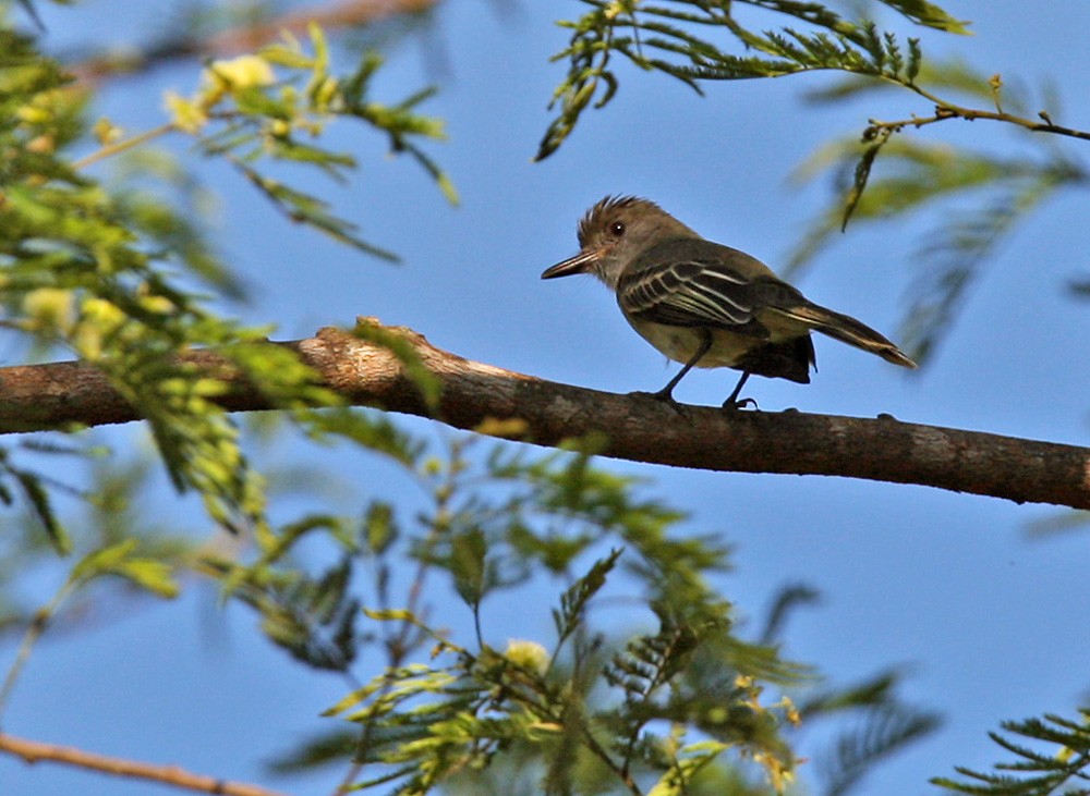 Apical Flycatcher - ML206034261