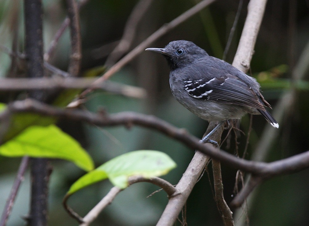 Band-tailed Antbird - ML206034281