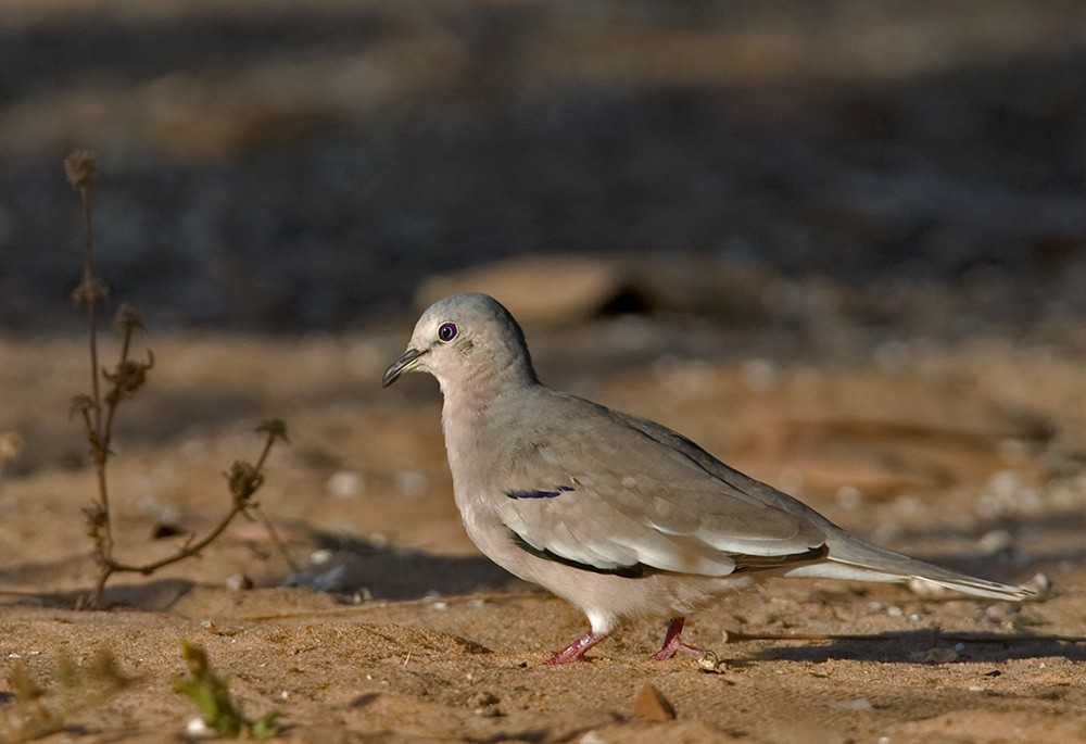 Picui Ground Dove - ML206034531