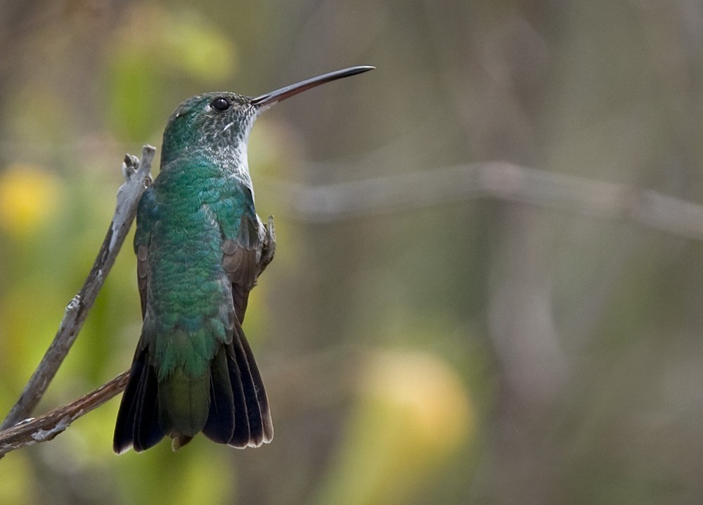 Plain-bellied Emerald - ML206034581