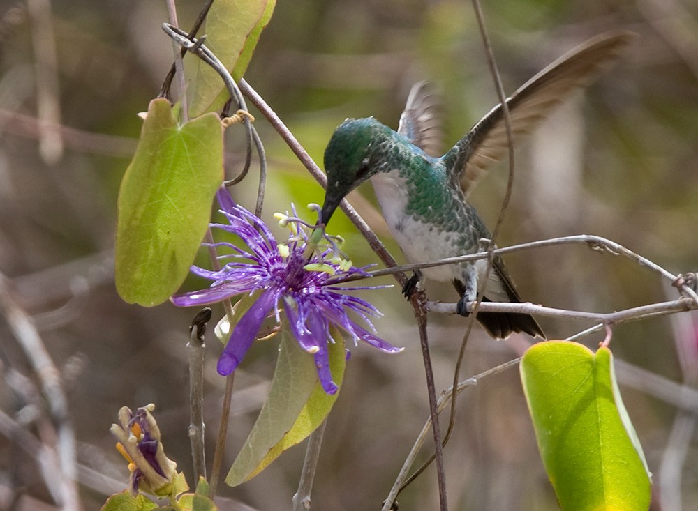 Plain-bellied Emerald - ML206034591