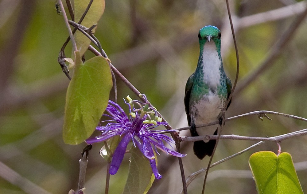 Plain-bellied Emerald - ML206034601