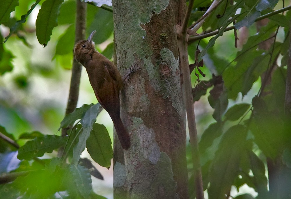 Plain-winged Woodcreeper (Pernambuco) - ML206034621