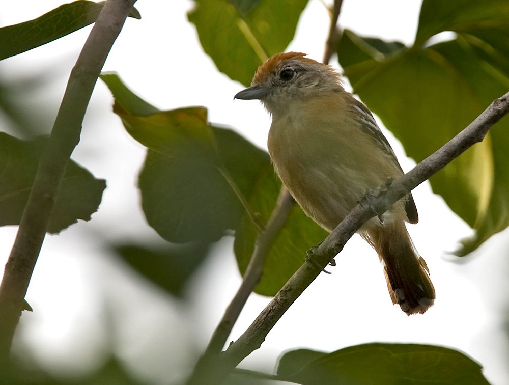 Planalto Slaty-Antshrike - Lars Petersson | My World of Bird Photography