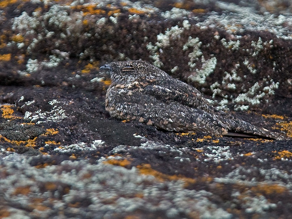 Pygmy Nightjar - ML206034681