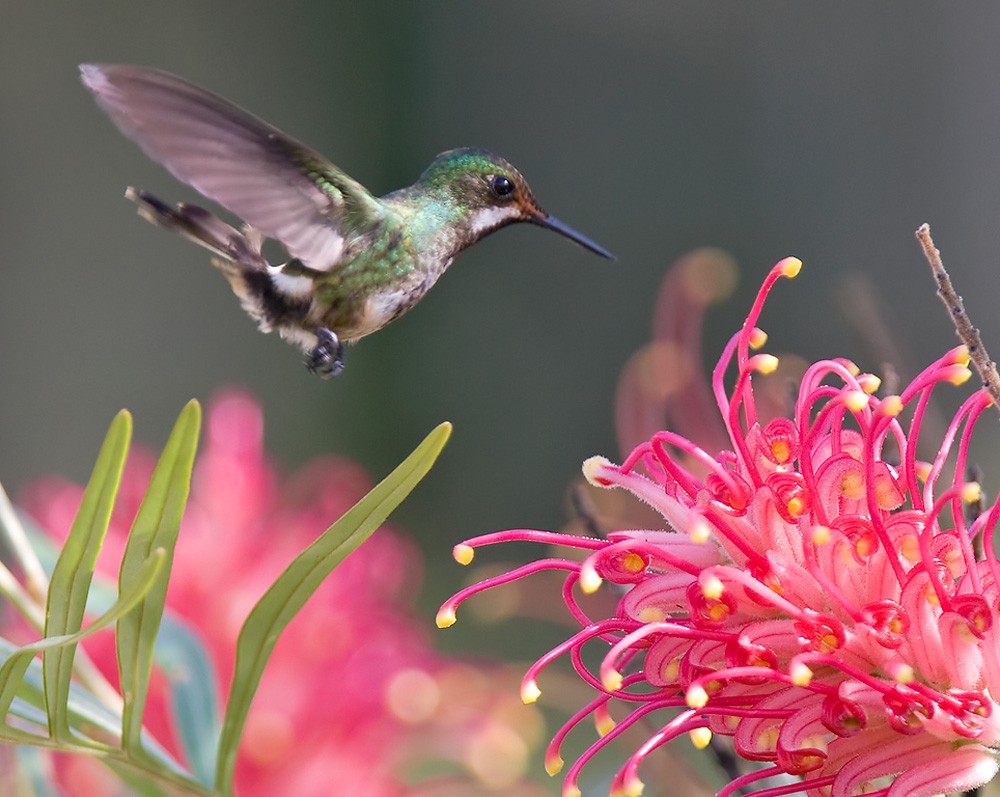 Racket-tipped Thorntail - Lars Petersson | My World of Bird Photography