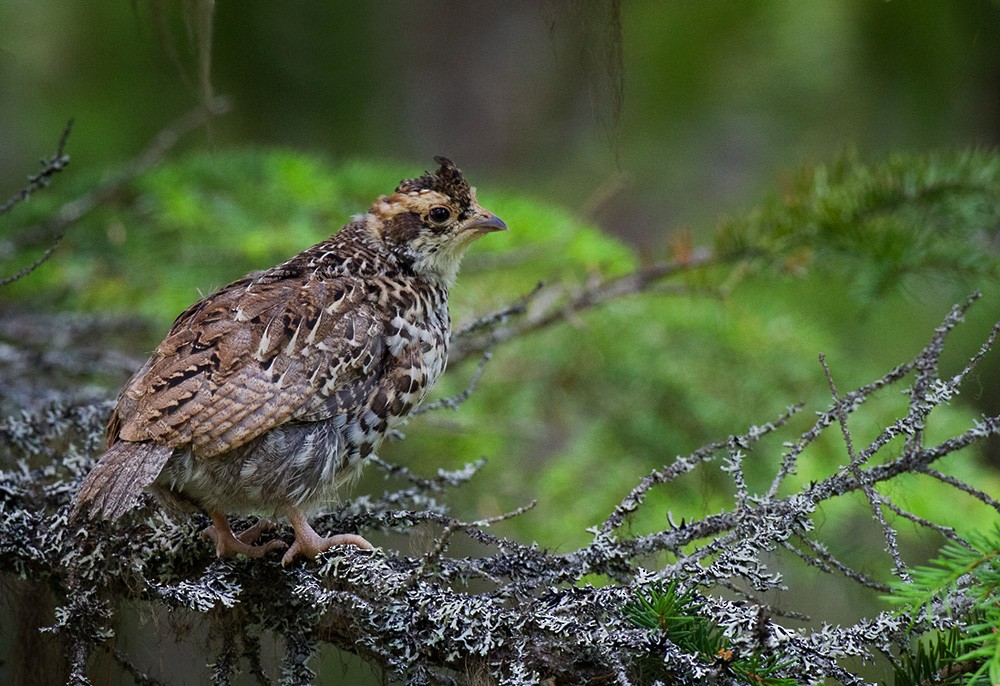 Gélinotte des bois - ML206035251