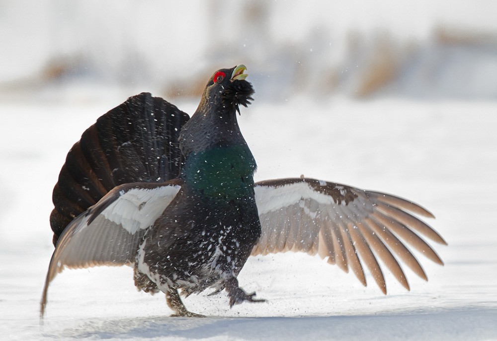 Western Capercaillie - ML206035261