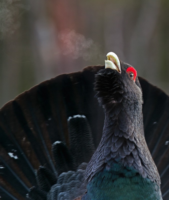 Western Capercaillie - ML206035271