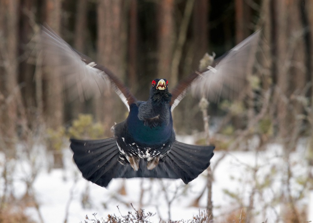 Western Capercaillie - Lars Petersson | My World of Bird Photography