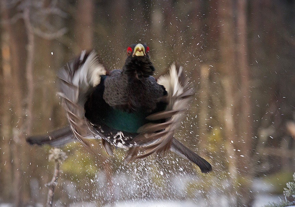 Western Capercaillie - ML206035301