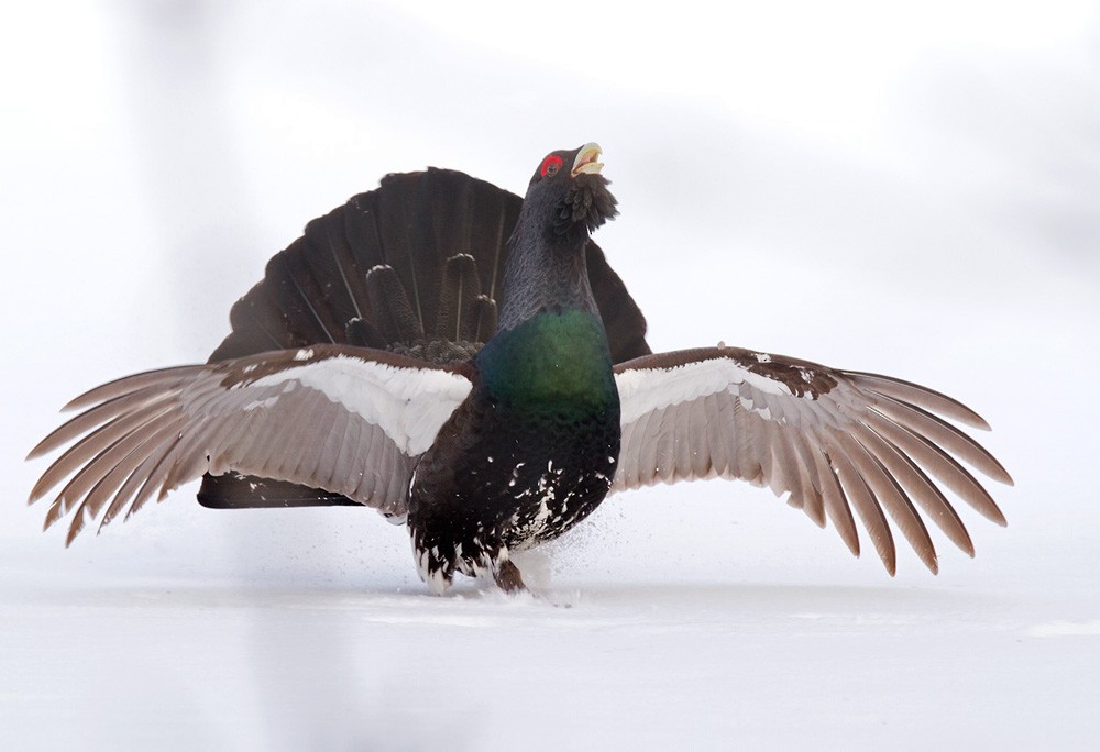 Western Capercaillie - ML206035311