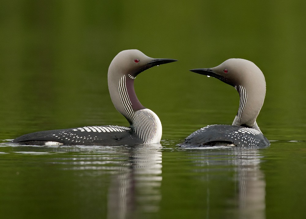 Arctic Loon - ML206035391