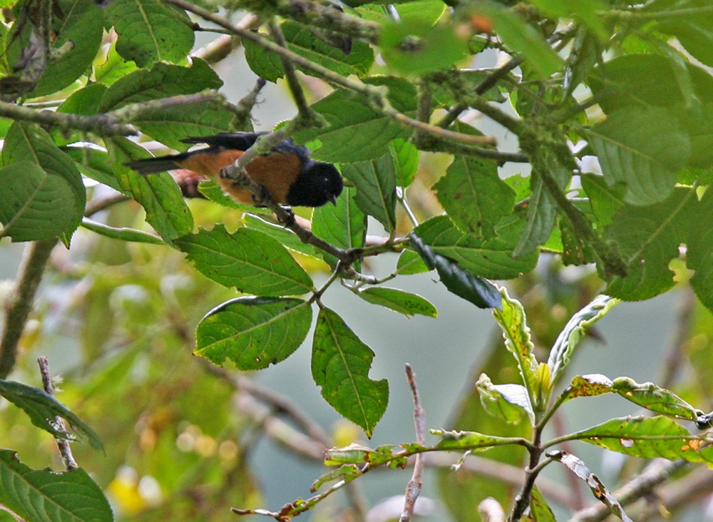 Blue-backed Conebill - ML206035451