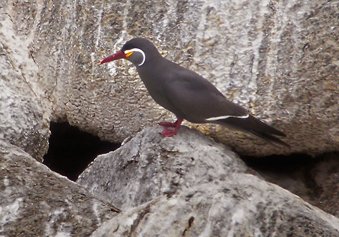 Inca Tern - ML206036121