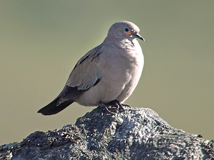 Black-winged Ground Dove - ML206036161