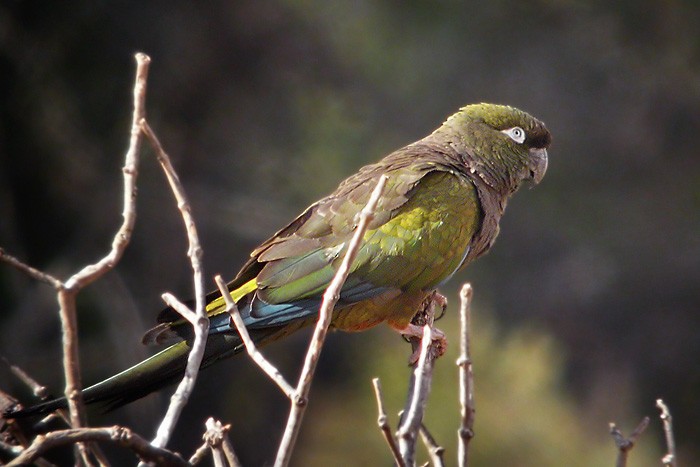 Burrowing Parakeet (Olive) - ML206036191