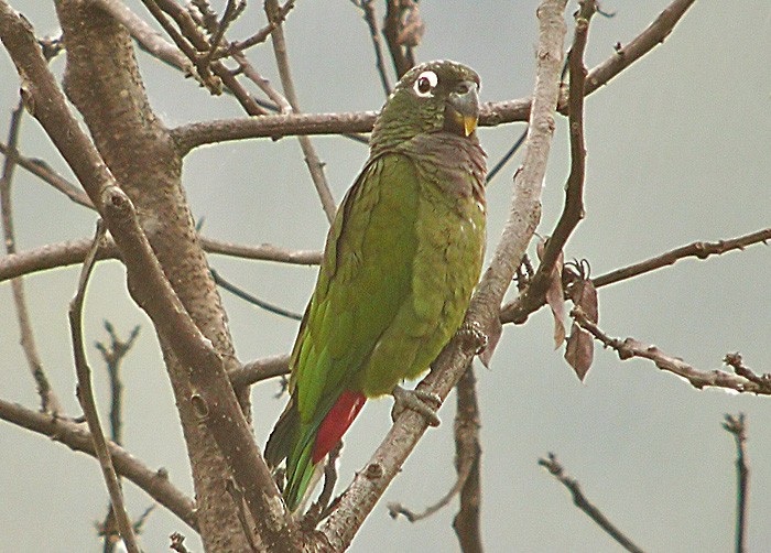 Папуга-червоногуз зеленощокий - ML206036231
