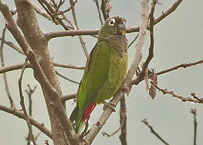 アケボノインコモドキ - ML206036231