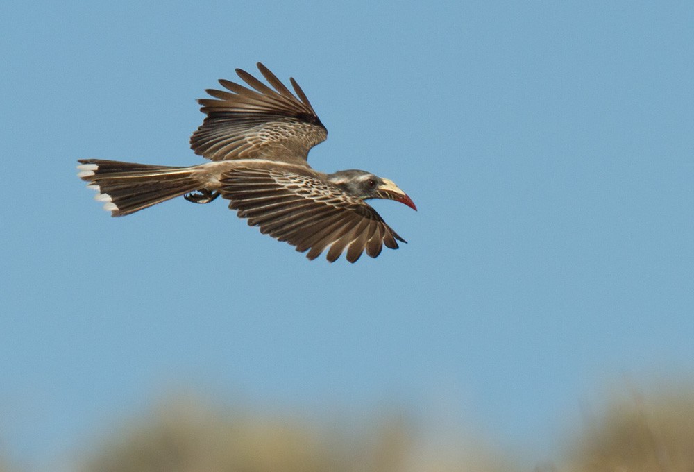 African Gray Hornbill - ML206036241