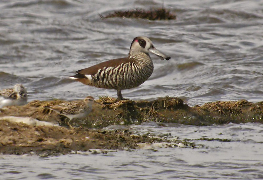 Pink-eared Duck - Lars Petersson | My World of Bird Photography