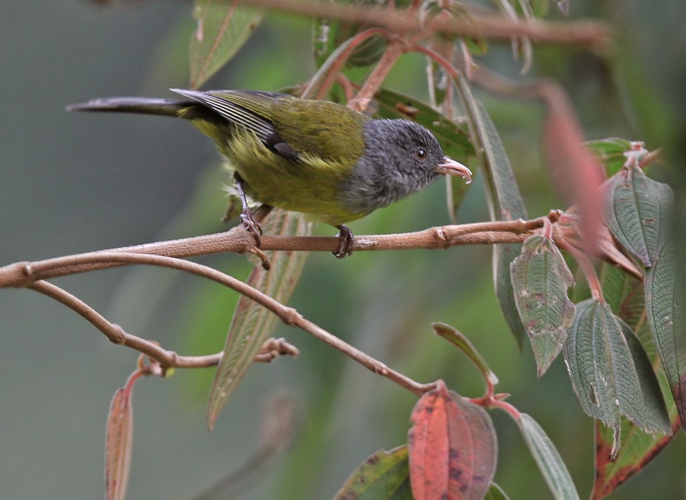 Gray-hooded Bush Tanager (rubrirostris) - ML206036811