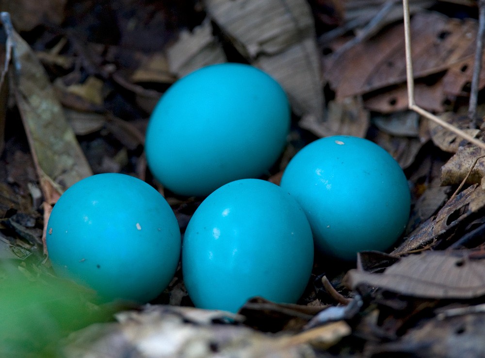 Solitary Tinamou - ML206037041