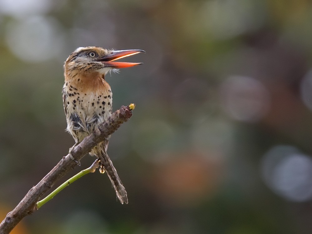 Spot-backed Puffbird (Spot-backed) - ML206037091