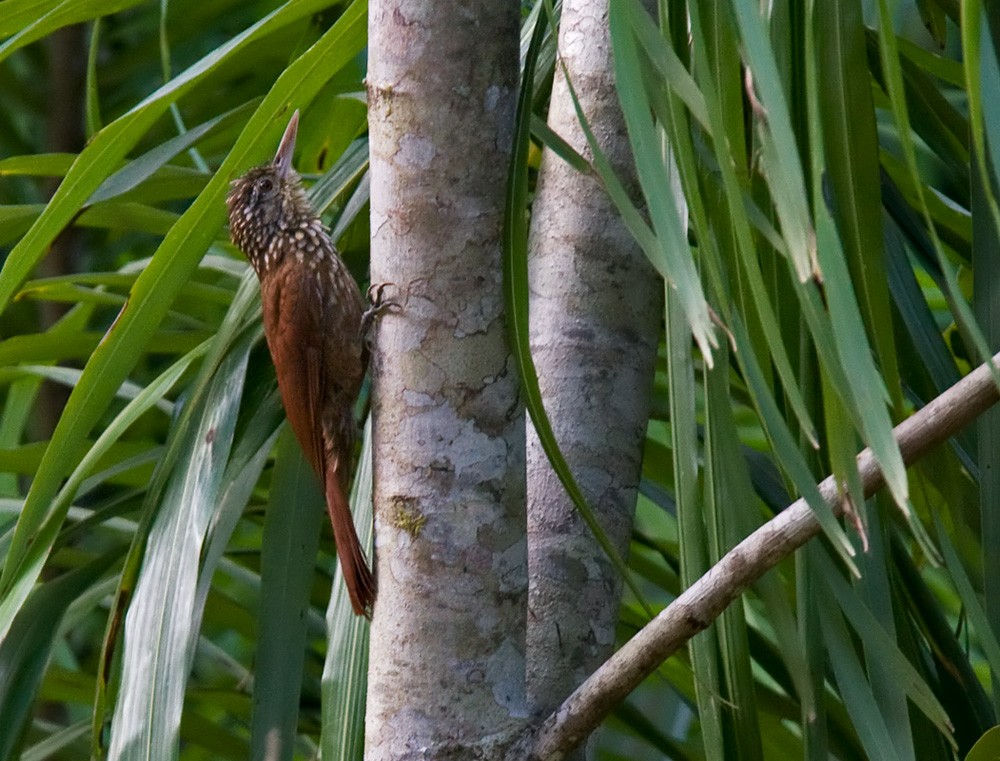 Straight-billed Woodcreeper - ML206037141