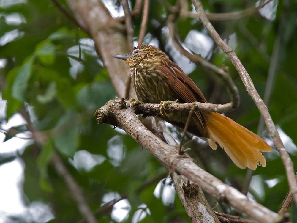 Striated Softtail - Lars Petersson | My World of Bird Photography