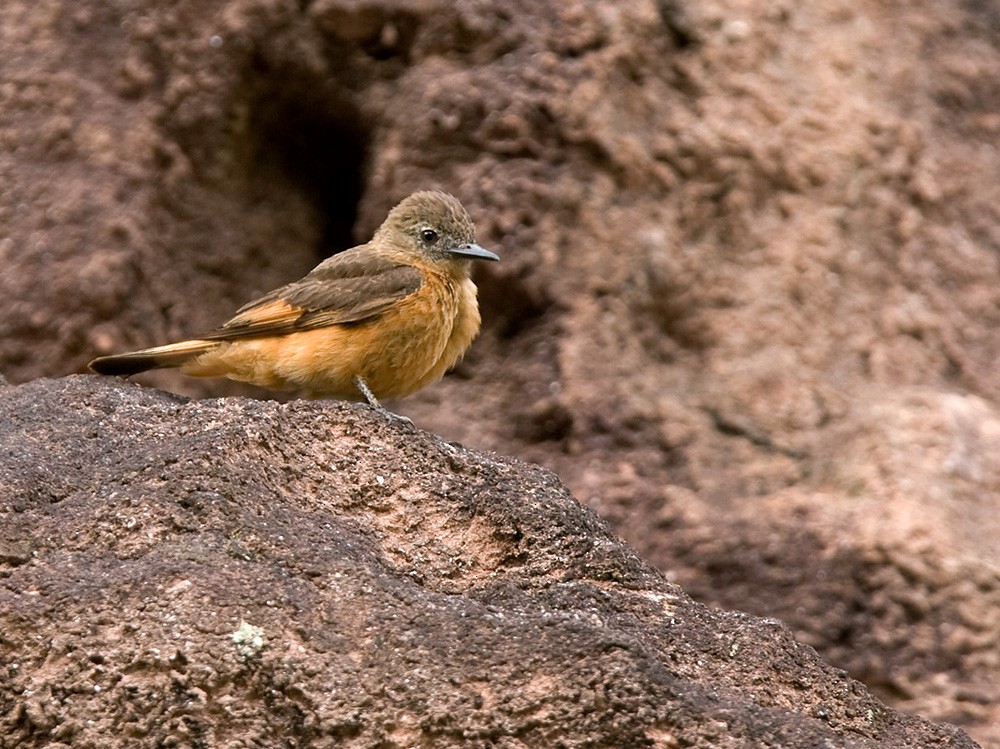 Cliff Flycatcher (Swallow) - ML206037191