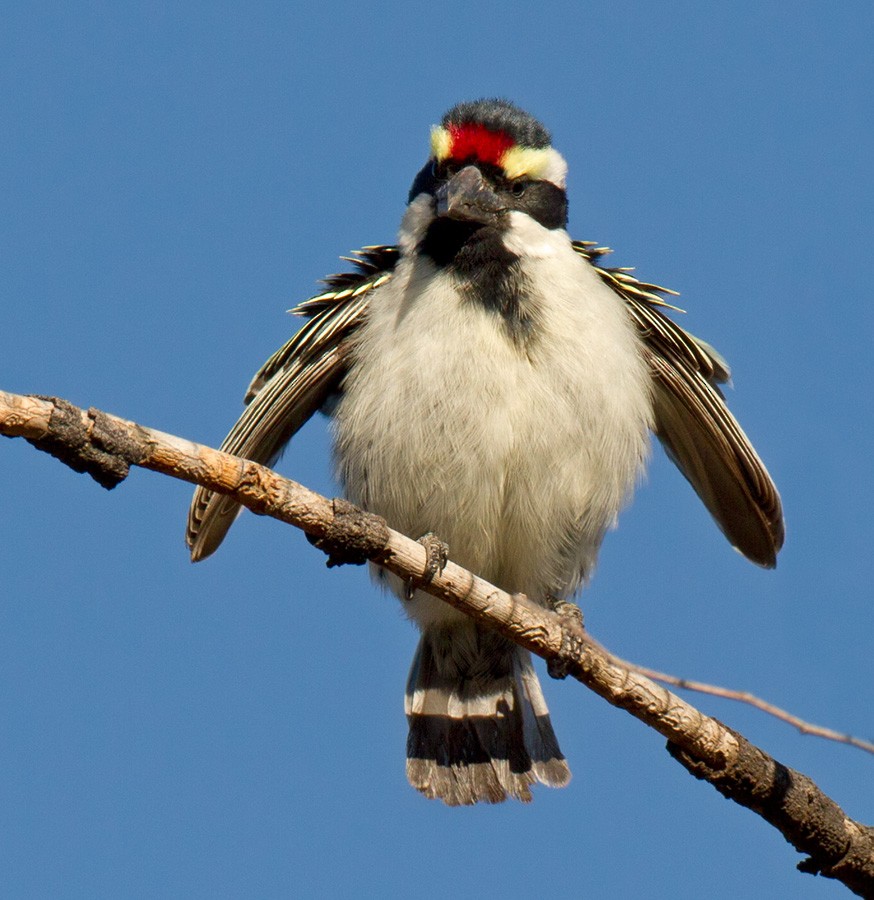 Pied Barbet - ML206037211