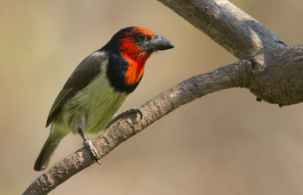 Kara Kolyeli Barbet - ML206037221