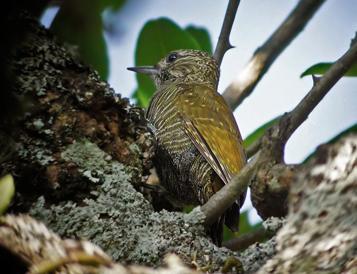 Dot-fronted Woodpecker - ML206037451