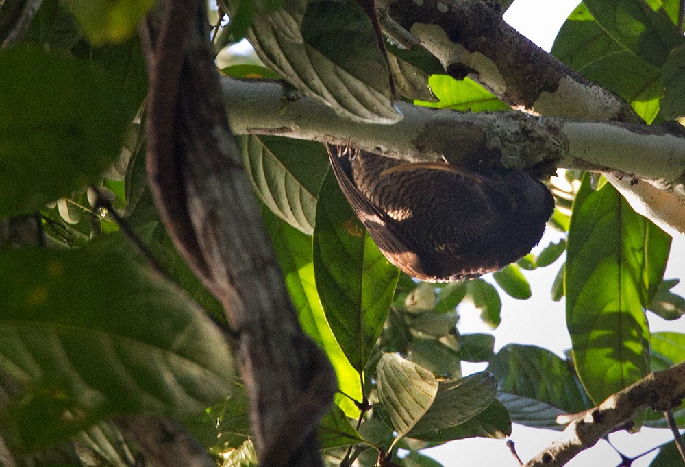 Pale-billed Sicklebill - ML206037501