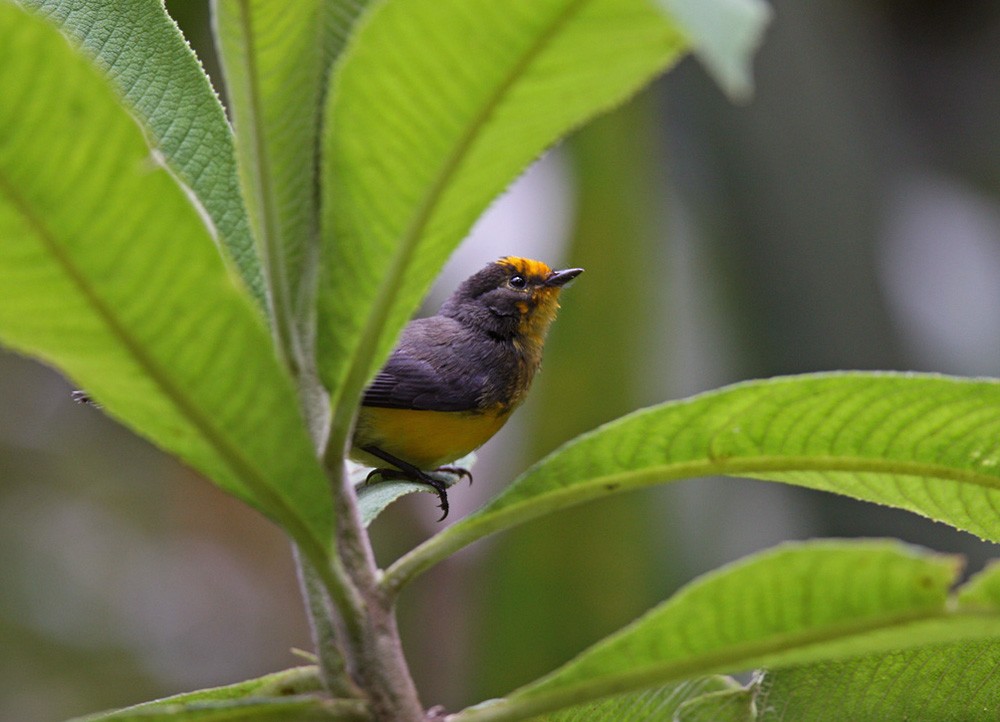 キンガシラアメリカムシクイ（chrysops） - ML206037811