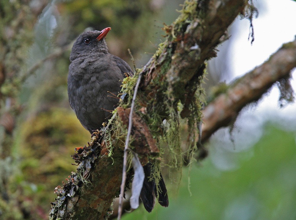 Great Thrush - ML206037841