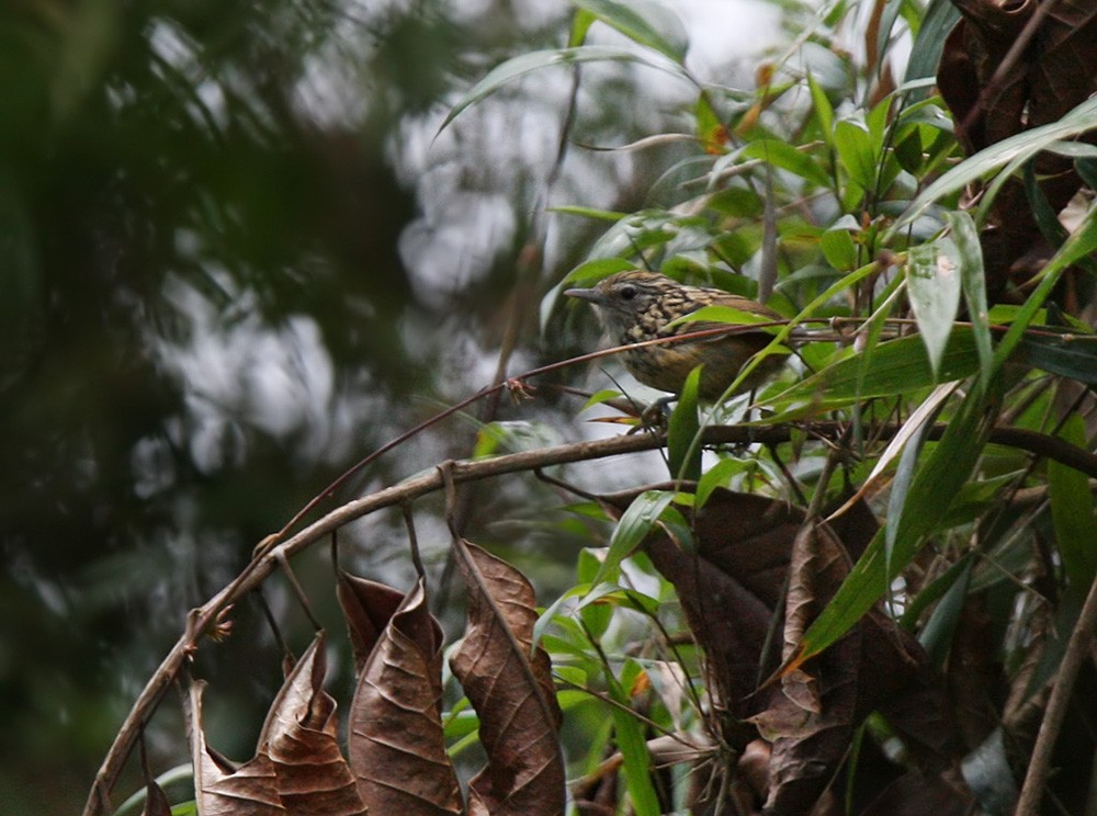 Streak-headed Antbird - ML206037931