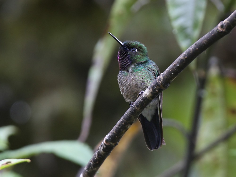 Colibrí Gorjiamatista (grupo clarisse) - ML206037961