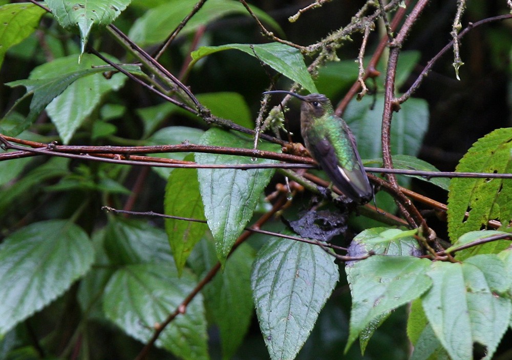 fløyelsbrystkolibri - ML206038011