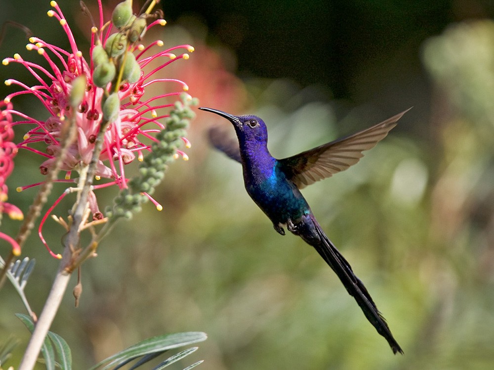 Swallow-tailed Hummingbird - ML206038071