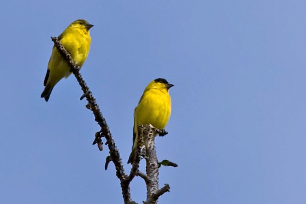 Yellow-faced Siskin - ML206038291