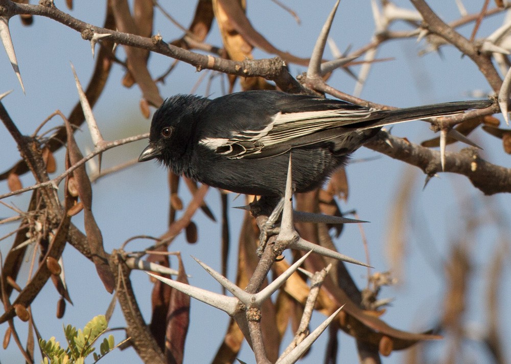 Southern Black-Tit - ML206038471