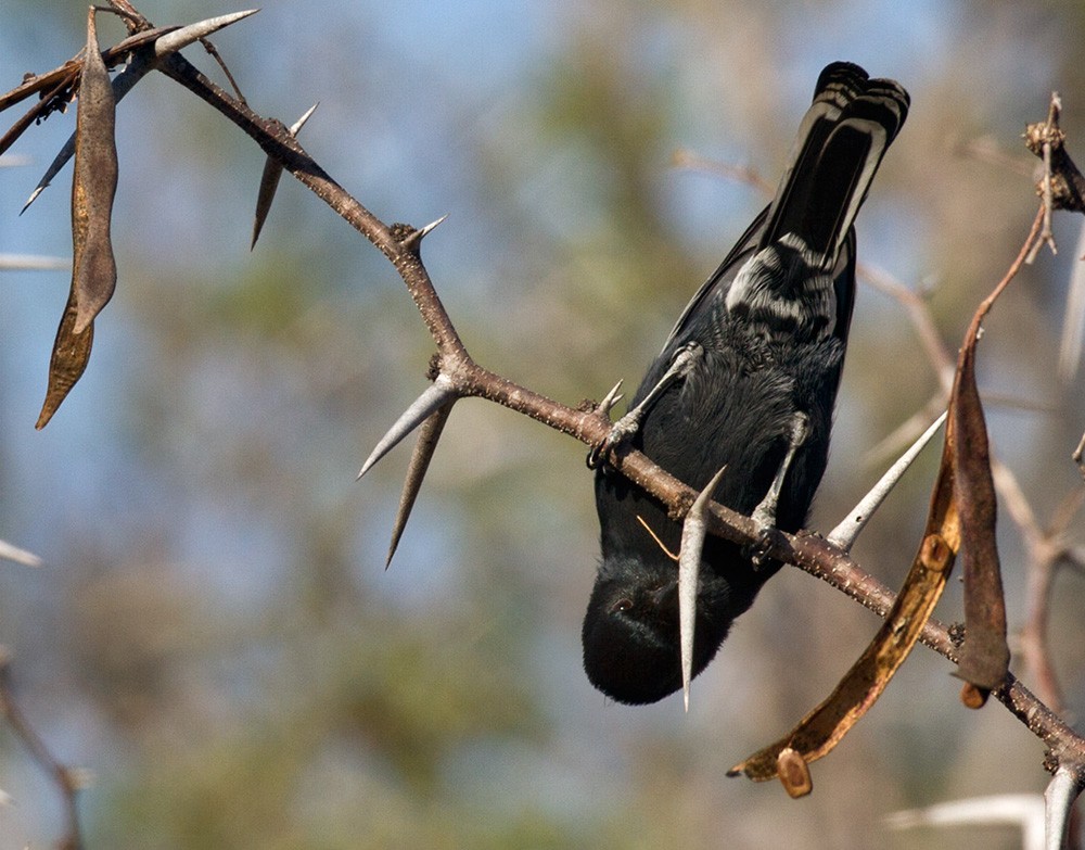 Mésange nègre - ML206038481