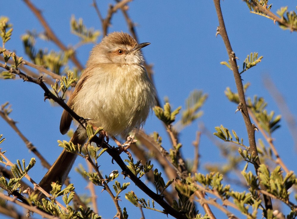 Prinia Pechinegra - ML206038511