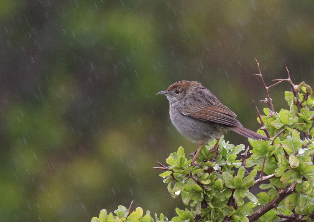 Red-headed Cisticola (Red-headed) - ML206038541