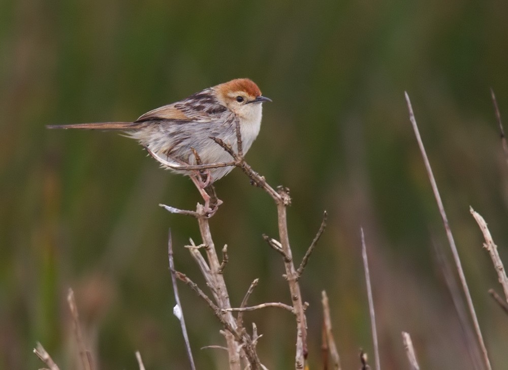 Levaillant's Cisticola - ML206038551