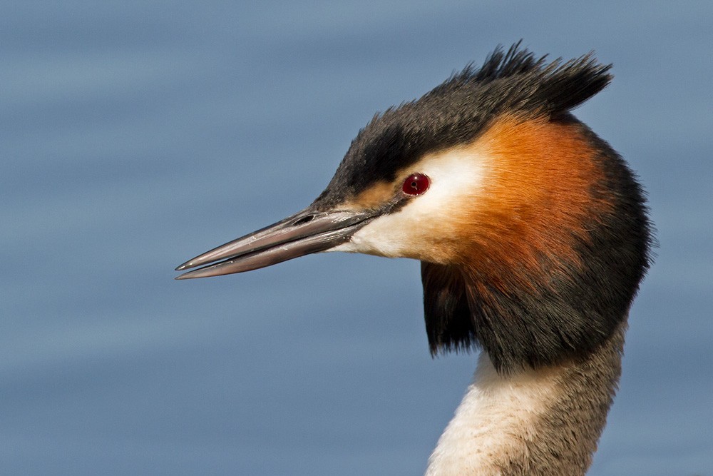 Great Crested Grebe - ML206038641