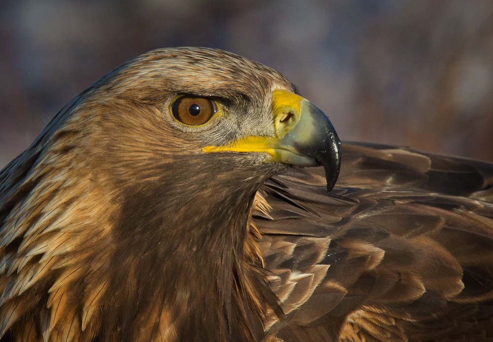 Golden Eagle - ML206038781